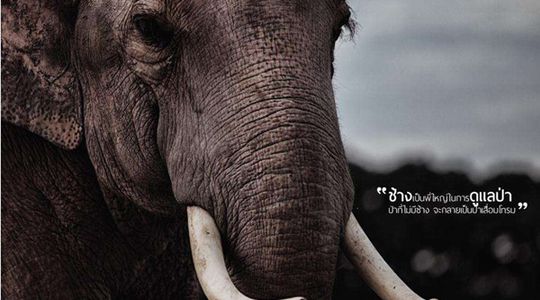 ช่อง 7 สี ทุ่ม 20ล้าน สร้างภาพยนตร์เชิงสารคดี ช้างไทย